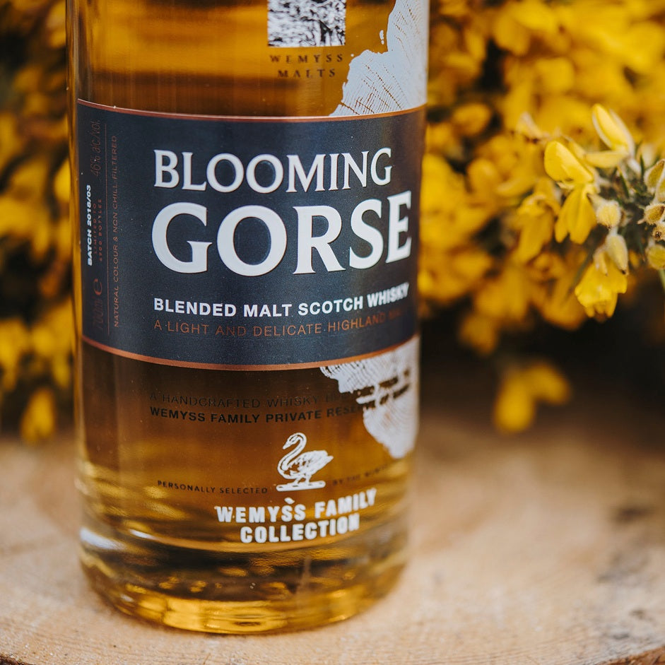 Blooming Gorse photographed in front of wild gorse